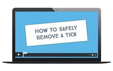How to safely remove a tick